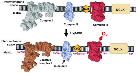 Mechanism Of Ros Production In Hypoxia Ci Deactivation Upon Oxygen