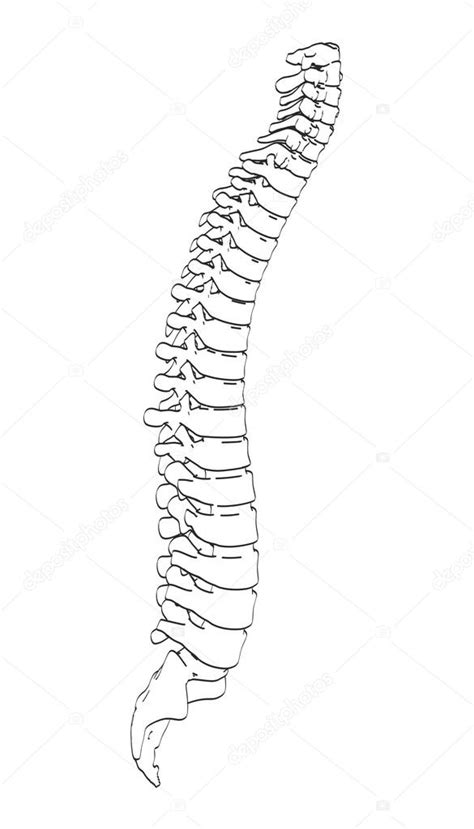 Spine Cartoon