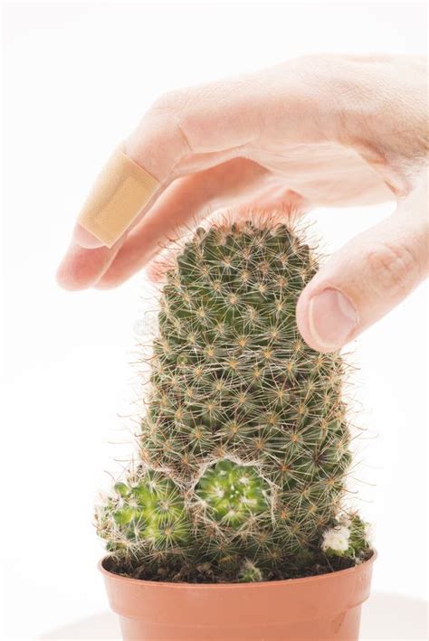 Cactus En Hand Stock Afbeelding Afbeelding Bestaande Uit Selectief