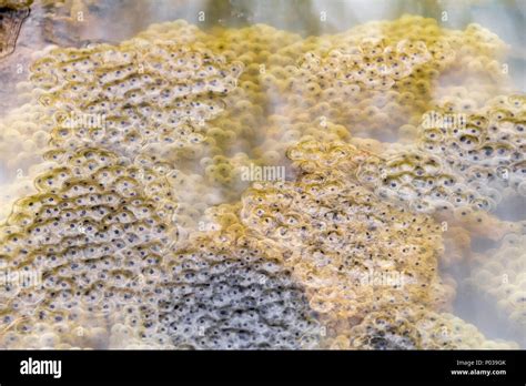 Frog Egg Cells Hi Res Stock Photography And Images Alamy