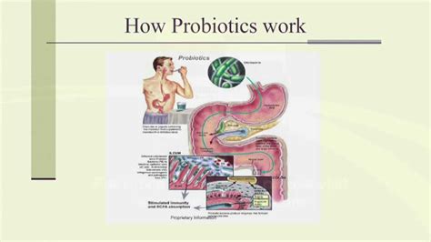 Probiotics And You What Are Probiotics And How Probiotics Work Youtube