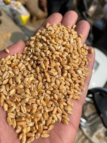 Golden 25 Kg Wheat At Rs 22 20 Kg In Siliguri ID 25685552930