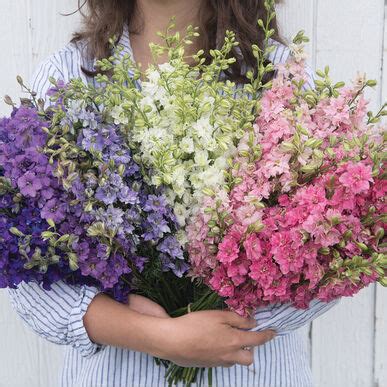 Larkspur Formula Mix Seed / Larkspur Flower Seeds - Plants & Seedlings