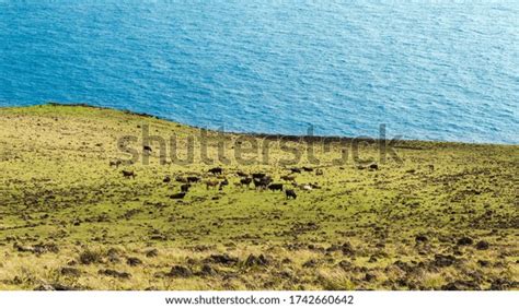 Group Animals On Slope Volcano Near Stock Photo 1742660642 | Shutterstock