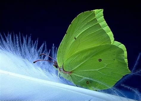 Creacionismo El camuflaje de los animales refuta la teoría de la evolución