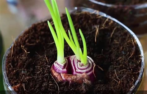 Cara Mudah Menanam Bawang Merah Hidroponik Menggunakan Botol Bekas