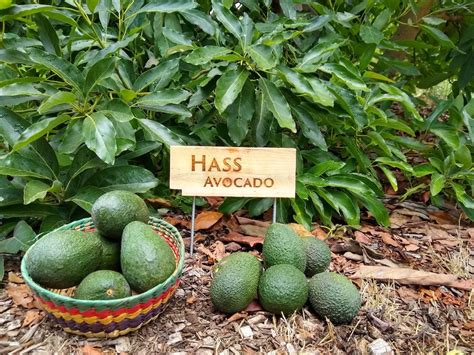 Hass Avocado Grafted Tree Live Plant 3 To 4ft Tall Etsy