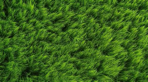 Bird S Eye View Of Vibrant Green Grass Texture Surface Background ...