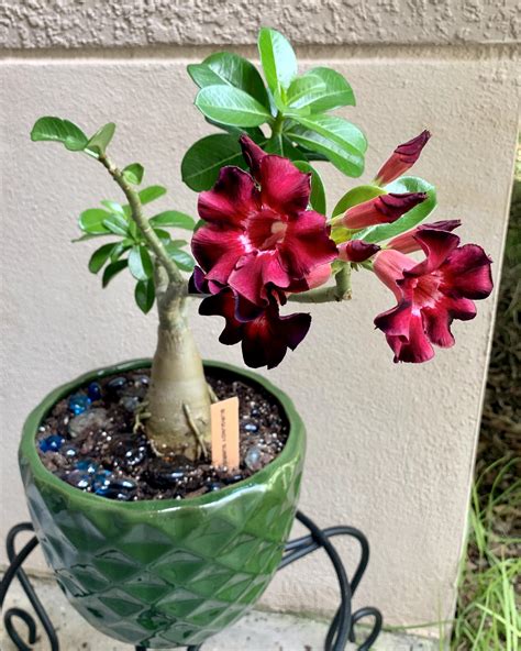 Got My Desert Rose A New Fancy Pot Rgardening