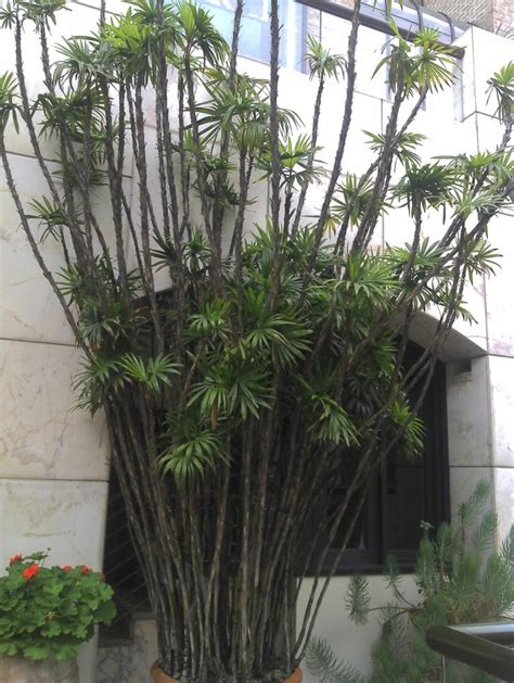 Rhapis Excelsa Also Known As Broadleaf Lady Palm As Seen In Beverly Hills