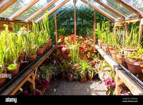 Greenhouse interior, Winterbourne House and Gardens, UK Stock Photo - Alamy