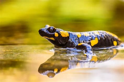 La Salamandre Un Amphibien Utile à La Biodiversité