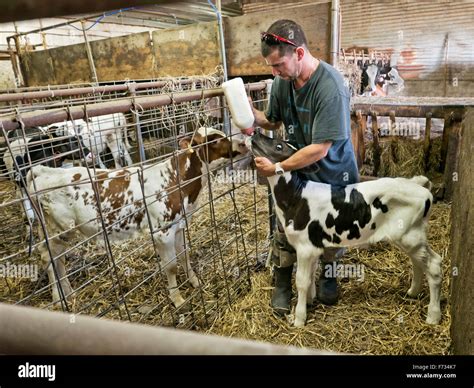 Farmer bottle feeding 'drop' calf, Holstein dairy Stock Photo: 90423963 ...