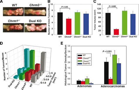 Measurement Of Colon Tumor Number And Size 20 Weeks After Starting AOM