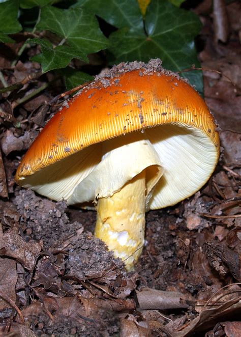 Turismo Trapani Fungo Amanita Caesarea