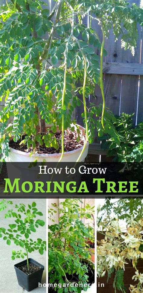 Moringa Tree - Growing and Caring for the Drumstick tree - Home Gardeners