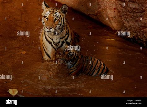 Tigre Madre Y Cachorro Fotografías E Imágenes De Alta Resolución Alamy