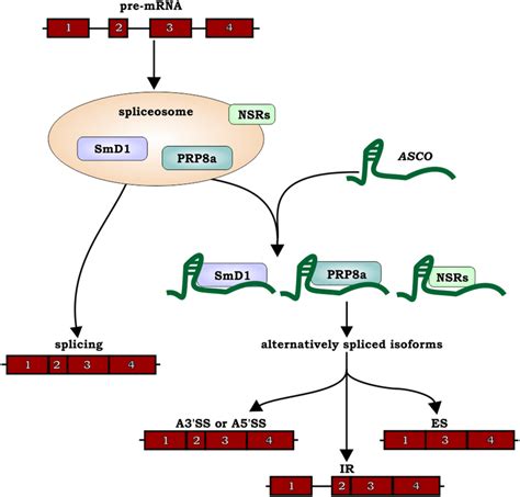 Mechanism Of ASCO Long Noncoding RNA LncRNA Action ASCO LncRNA