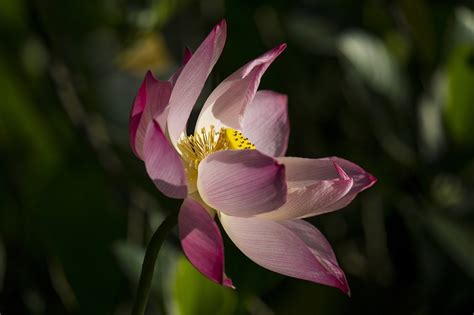 莲花 花 粉红色的花 Pixabay上的免费照片