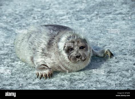 Baby Baikal Seal Pusa Sibirica On Ice Endemic Species Lake Baikal