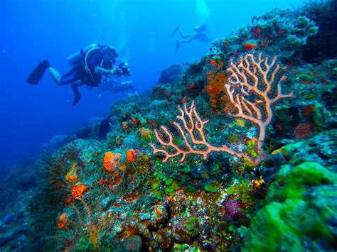 Discover Scuba Diving In Playa Del Carmen Diversland