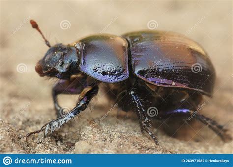 Closeup On A Robust Looking Dor Or Earth Boring Dung Beetle Geotrupes