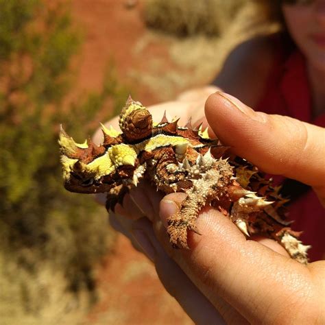 Great Horny Toads R Reptiles