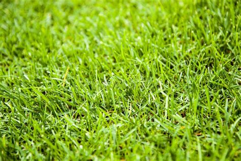 Green Grass Cut Texture Lawn Landscape Yard Nature Natural Background Stock Photo - Image of ...