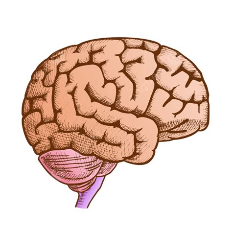 頭部器官人間の脳側ビュービンテージベクトルイラスト画像とpngフリー素材透過の無料ダウンロード Pngtree