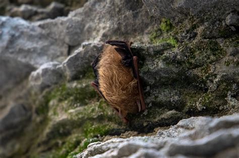 Animals - Mammoth Cave National Park (U.S. National Park Service)