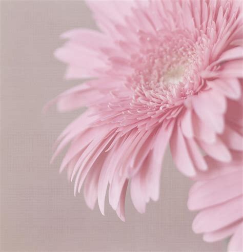 Pink Delight Photograph By Kim Hojnacki