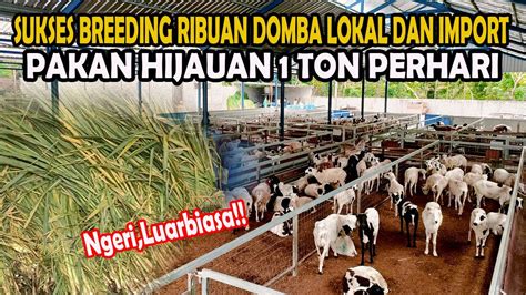 Pakan Hijauan Ton Perhari Sukses Breeding Domba Ribuan Ekor Domba