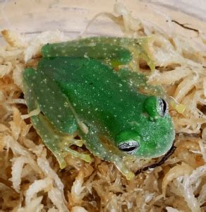 Glass Frog Facts: You Can See Through Its Body, from Its Heart to Its ...