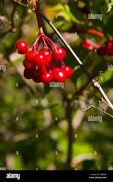 Wild Berries 4 Stock Photo - Alamy