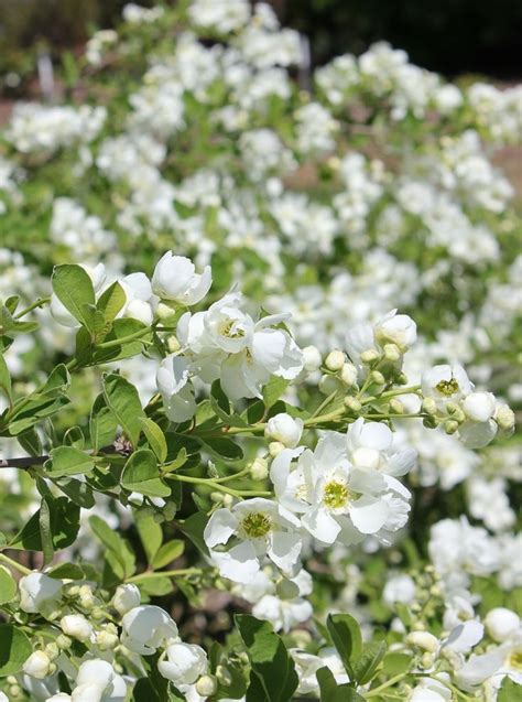 Geranium Varieties Flowers To Enliven Your Garden Landscape