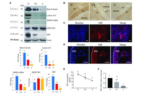 Western Blotting Validation Of Expression Levels Of Target Proteins Download Scientific