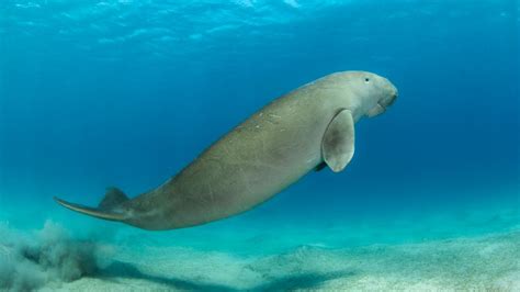 Rote Liste der IUCN Dugong Seekühe vor Ostafrika vom Aussterben