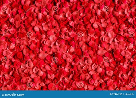 Bed Of Red Roses Petals Stock Image Image Of Love Group 37444265