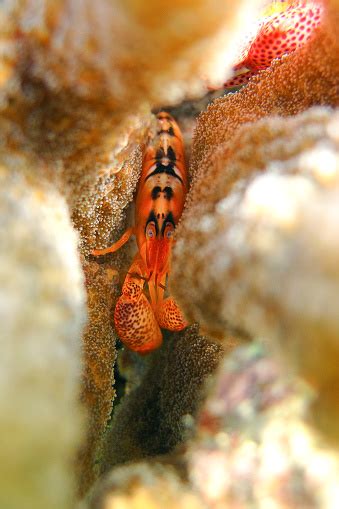 Alpheus Sp Alpheidae Coral Shrimp Snapping Shrimp In The Coral Reef Of ...