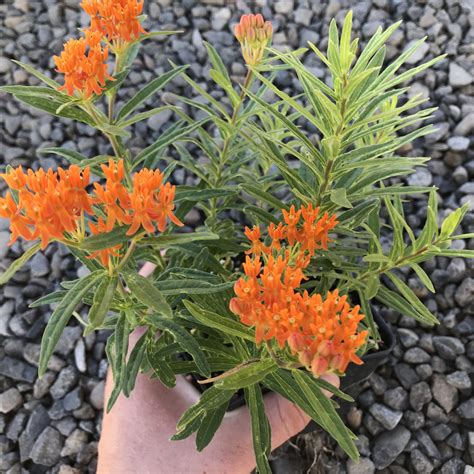 Asclepias Tuberosa Butterfly Weed 4 Pot Little Prince To Go