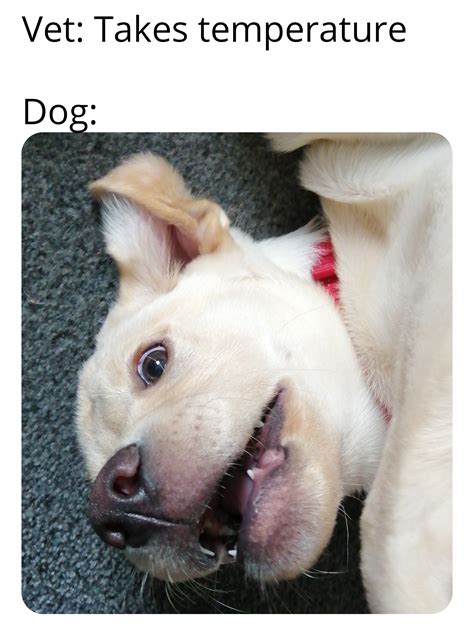 Got this picture of my dog, so I made a meme of it : r/memes