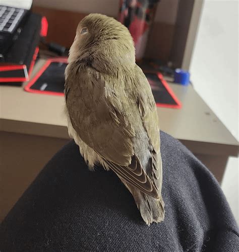 Any idea about his color mutation? : r/Lovebirds