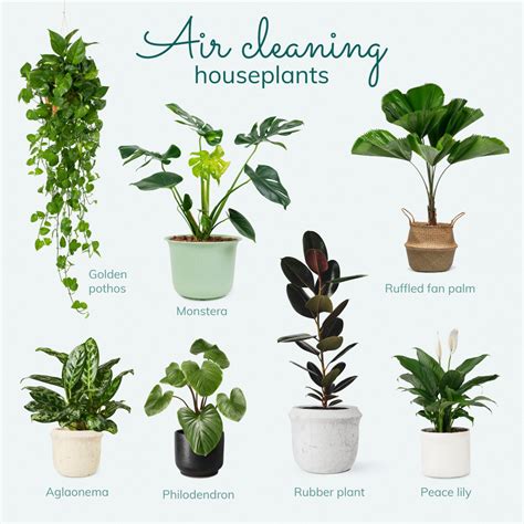 Indoor Air Purifying Plants - Blue Fern India - Blog