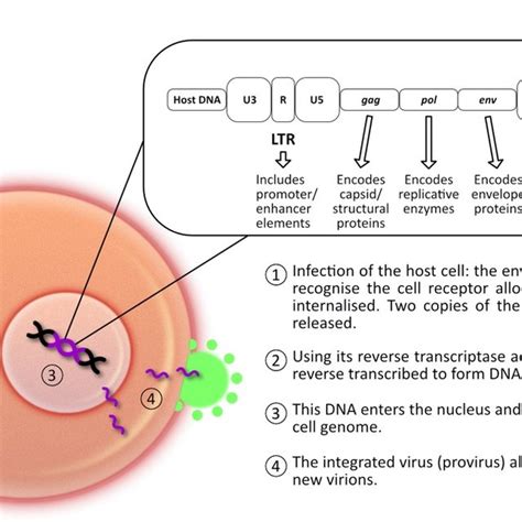 Schematic representation of FeLV integration within a host cell. The ...