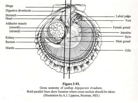 Scallop Anatomy