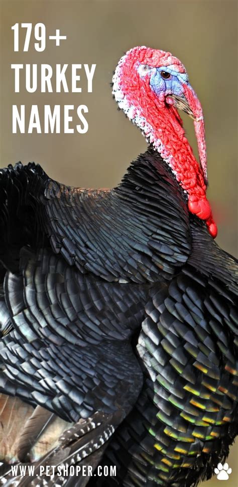 Turkey Names 179+ Best & Creative Ideas [Turkey as Pets] - PetShoper