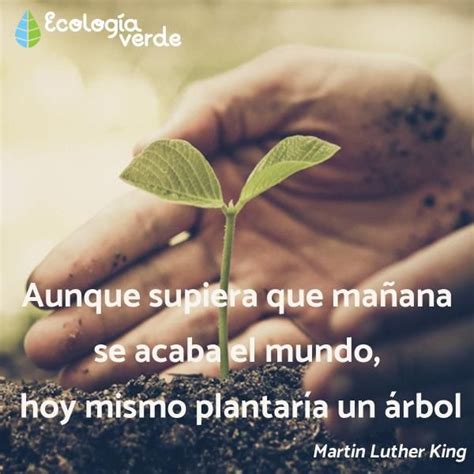 Frases Ecologistas Célebres Frases Del Medio Ambiente Cortas Frases