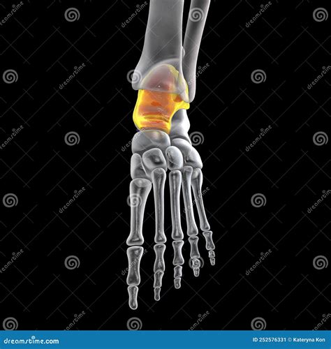 Human Foot Anatomy Talus Bone Of The Foot Stock Illustration