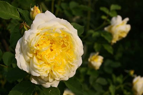Gelbe Rose Gartenrose The - Kostenloses Foto auf Pixabay