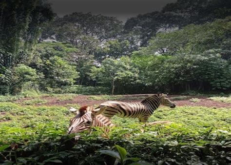 Kebun Binatang Bandung Adalah Objektempat Destinasi Wisata Alam Flora